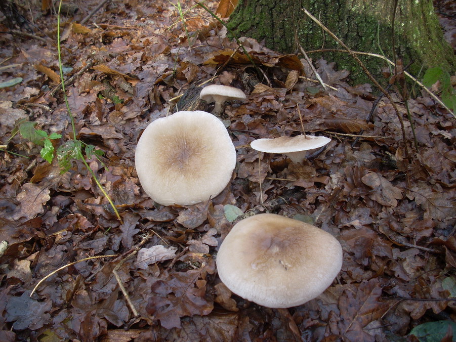 Funghi da determinare